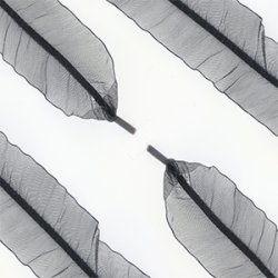 Organza sn�reb�nd. Sort